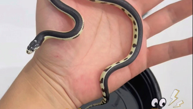 封面是黑王蛇？