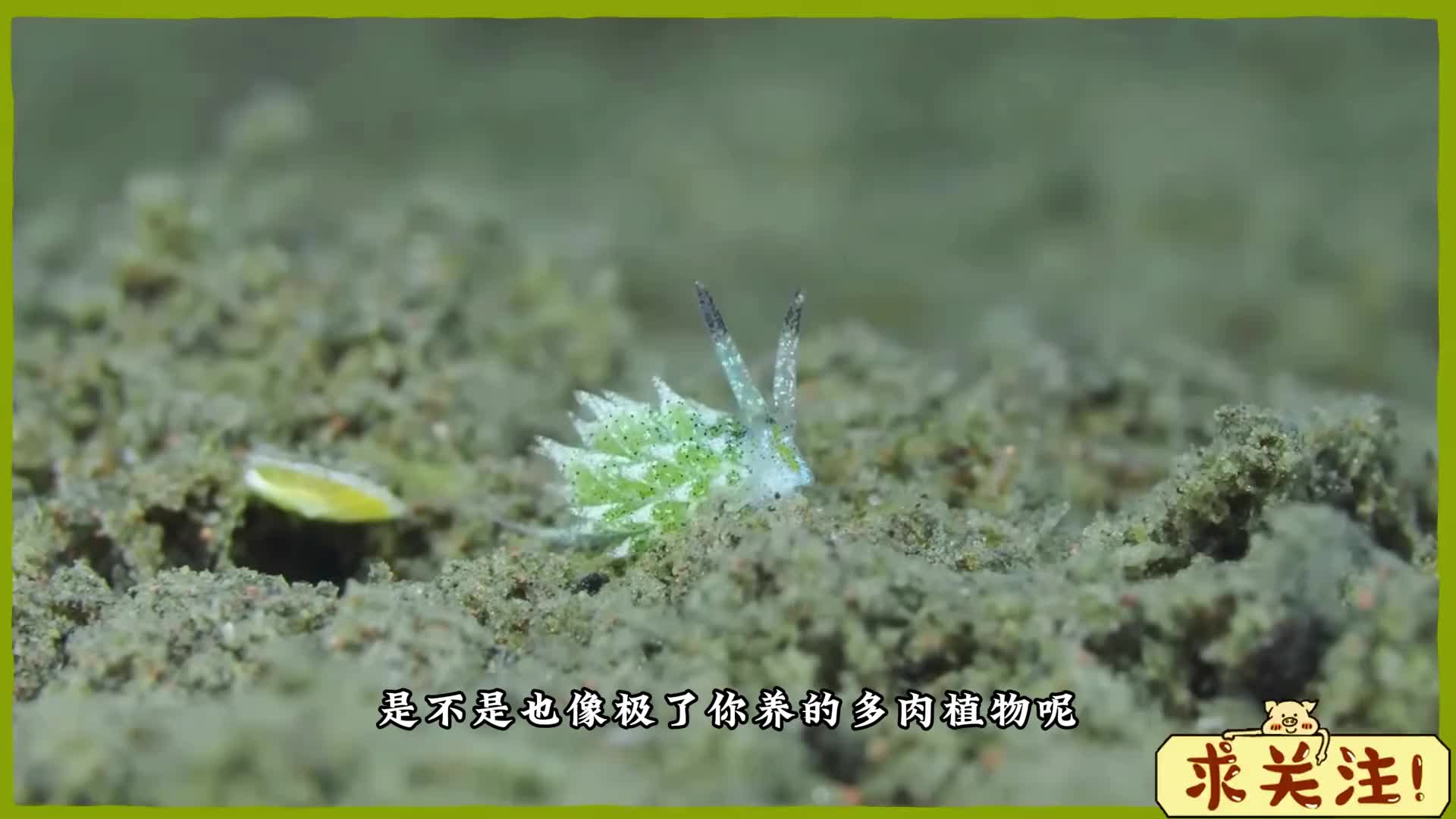 并非仅植物具备光合能力，此奇妙生物亦可进行