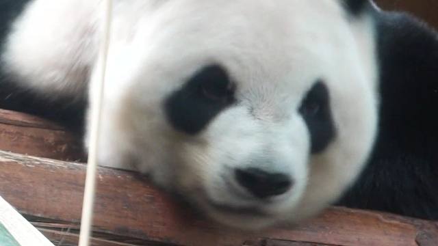 试图想醒来营业的星语~