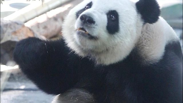 想让语大王站起来可不是件容易的事