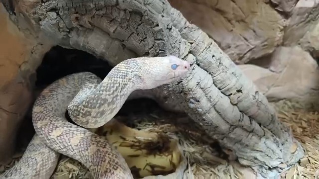 缺黑牛蛇的日常。