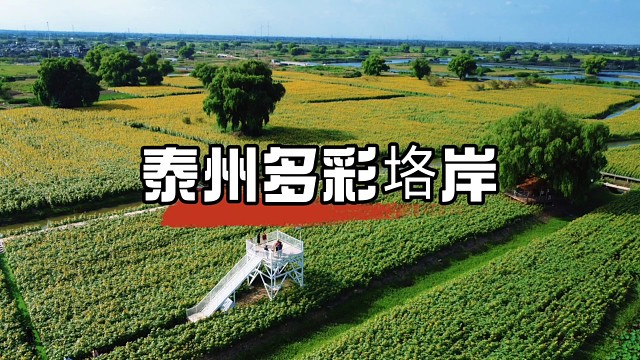 泰州多彩垎岸，向日葵花绽放的绝美之地，诉说着岳飞抗金的故事