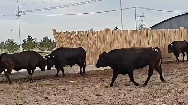 是决战还是决策