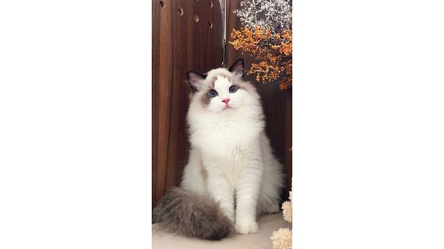 一个人的生活需要小猫来治愈