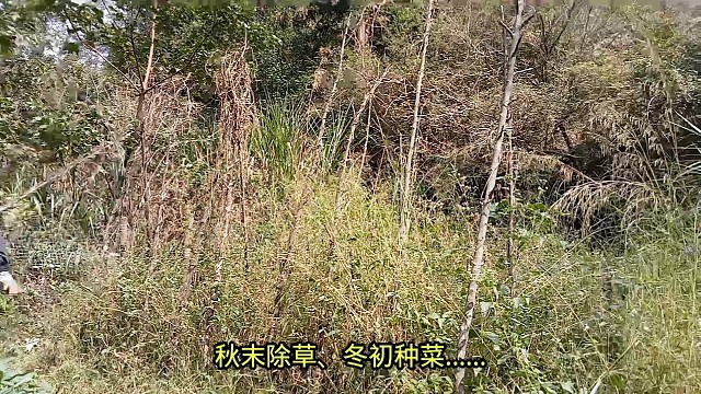 秋末除草、冬初种菜……