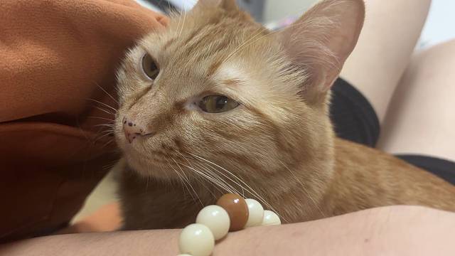 跟我打游戏，我把哈基米给你rua