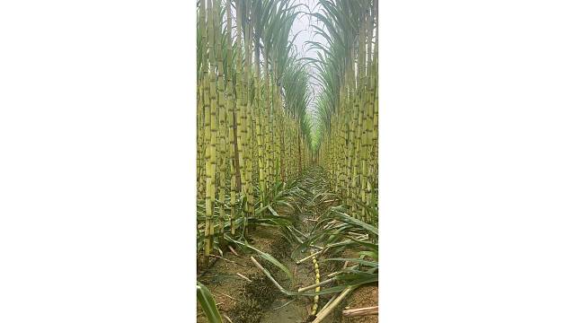 云南黄金甘蔗种植！喜欢吃甘蔗的宝子们、看过来！