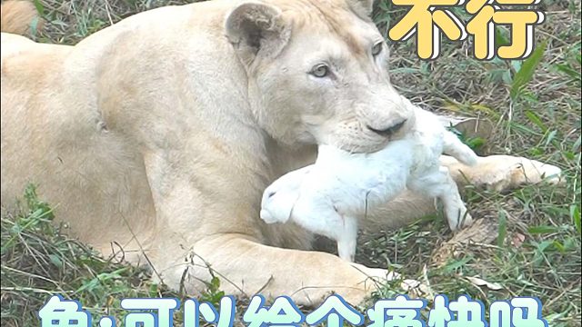 大狮姐：诶我不吃，我就是玩儿