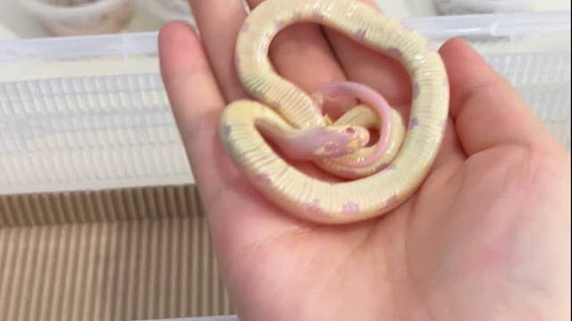 这条蛇死了？？。