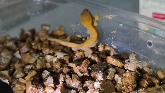 也是成功繁殖睫角了