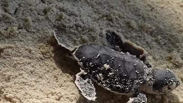 我在马来西亚海岛当海龟义工的一天vlog