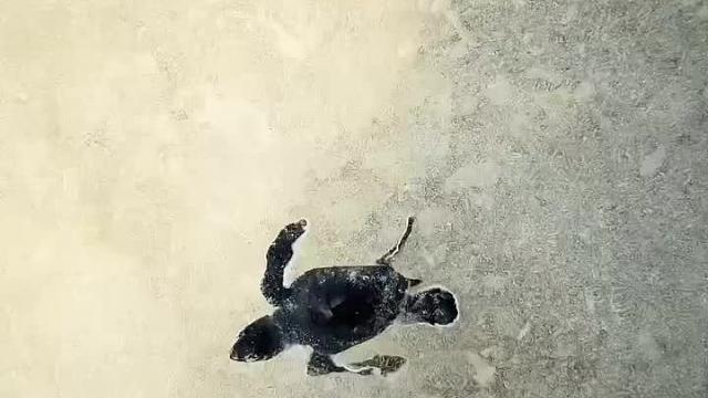 一生难忘的海龟义工体验！