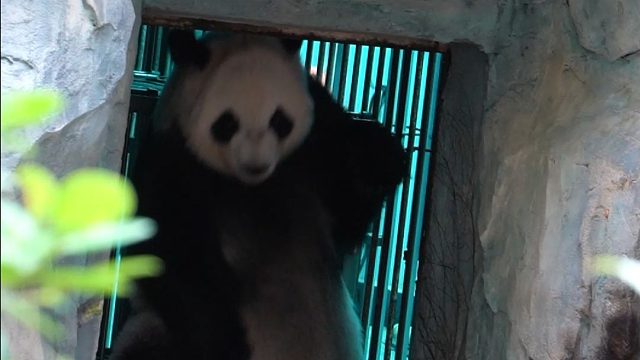 乖乖等加餐的星语宝宝