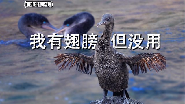 这样小的翅膀能飞吗？它是怎么长成这样的？和我去加拉帕戈斯跳岛游！