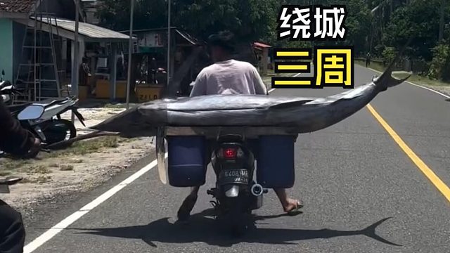 那些欢乐的动物视频！