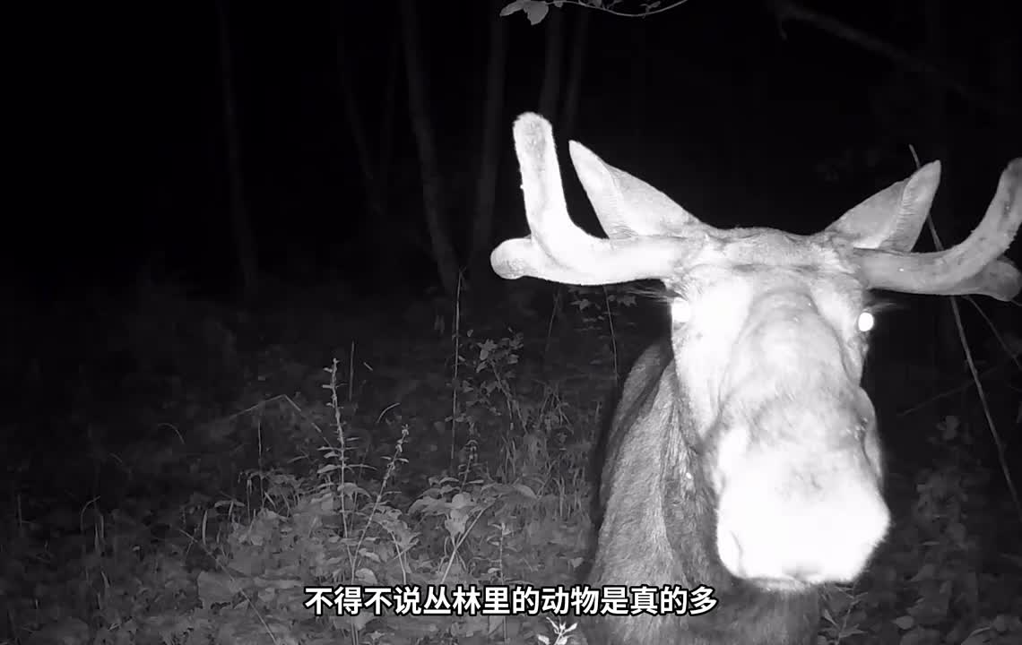 第10集：男人在野外给自己搭建了舒适的荒野小屋