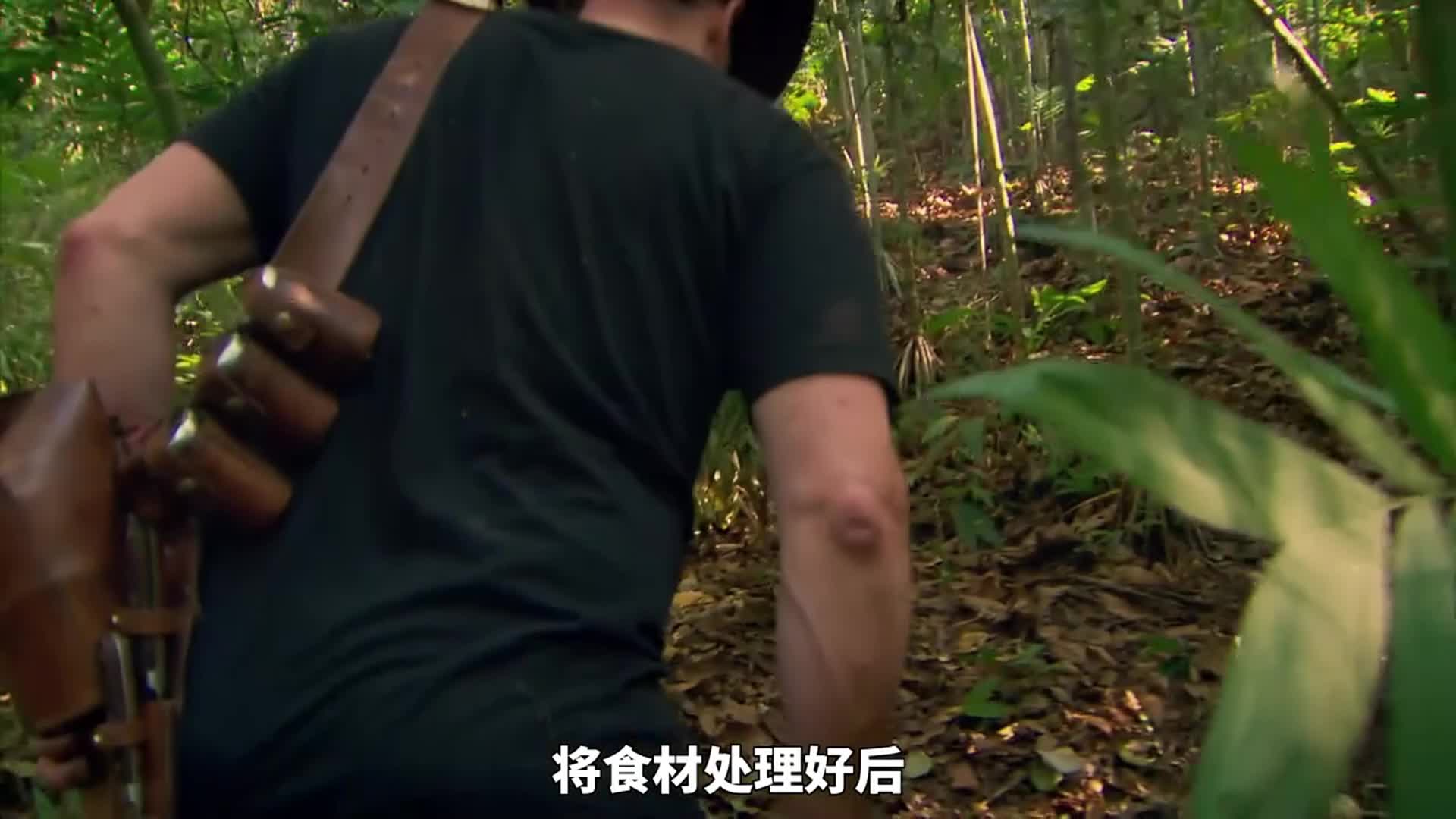 猎人和厨子墨西哥云雾林荒野求生，捕获几十公斤野猪，轻松实现蛋白质自由