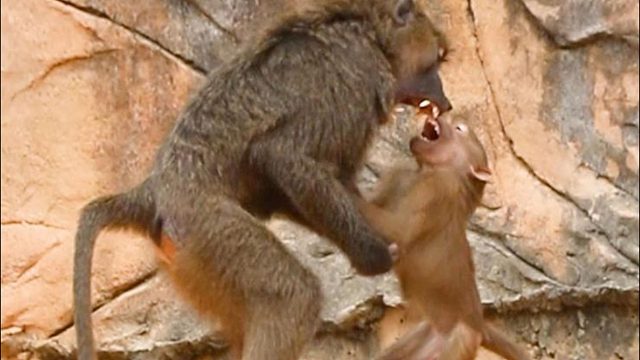 ：“猴山魔童欺我老无力”