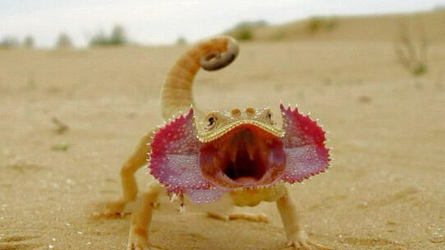 沙漠里的盖世英雄--“蜥楚霸王”