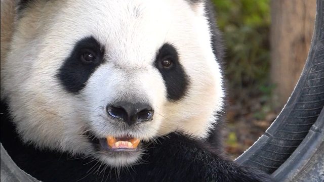 你知道吗？泉州有只美女熊猫~