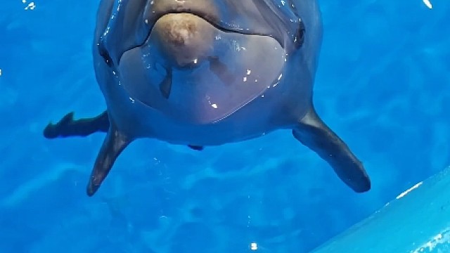 这海豚一看就是吃完没漱口！