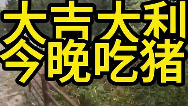 大吉大利，今晚吃鸡？猪