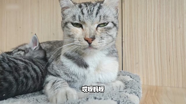 哎呀妈呀，好可爱的小猫咪