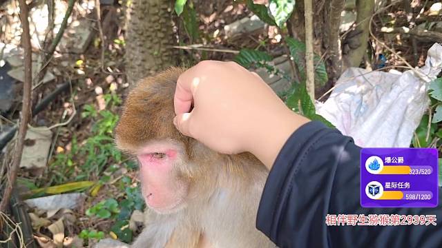 自由的菜菜10.17（6）