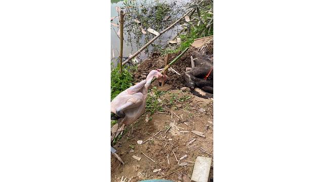 古法制作烤老母鸡（1）