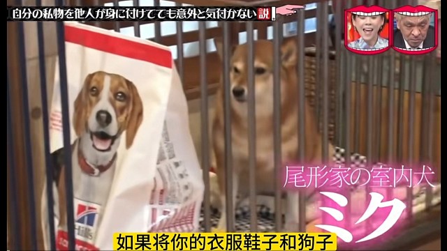 日本综艺太能搞