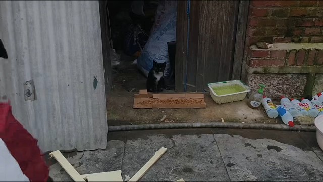 由03哥独家赞助的猫粮已经到了好几天了。日常喂猫喽(>_<)