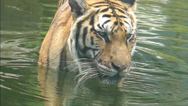 人你好，咪想找你玩