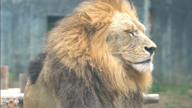 烫头的也怕老婆