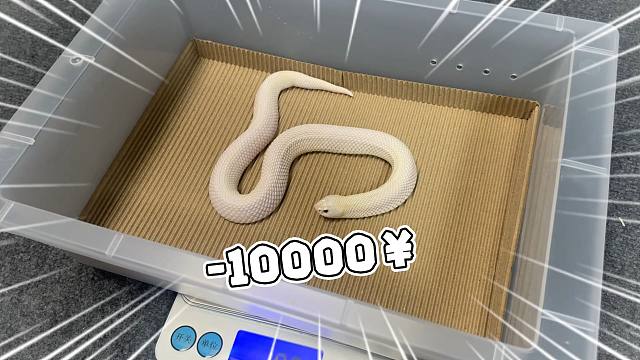 一觉醒来你猜怎么着？欸宠物蛇又掉价了