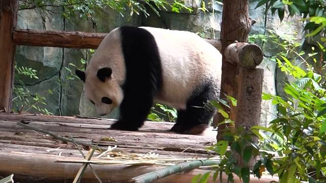 虽然11岁啦~但依旧有宝宝般的睡眠