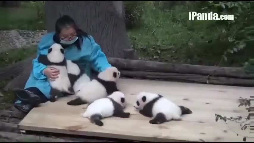 熊猫宝宝挨揍哭唧唧，饲养员寻到时，大家可别笑出声