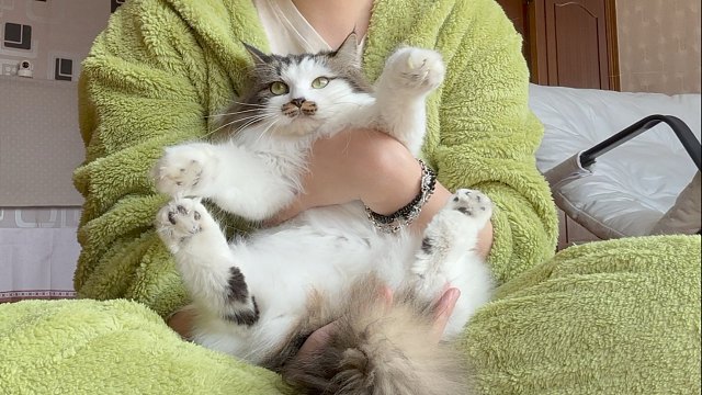 小猫排队剪指甲喽