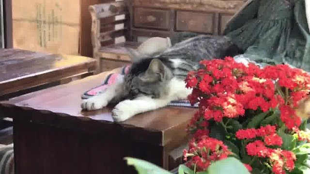 小河直街好像大理呀