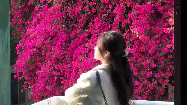 三角梅如此美丽