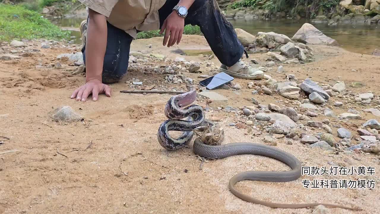 福建发现新品种装死蛇!!!