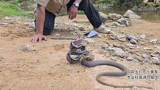 福建發(fā)現(xiàn)新品種裝死蛇！??！