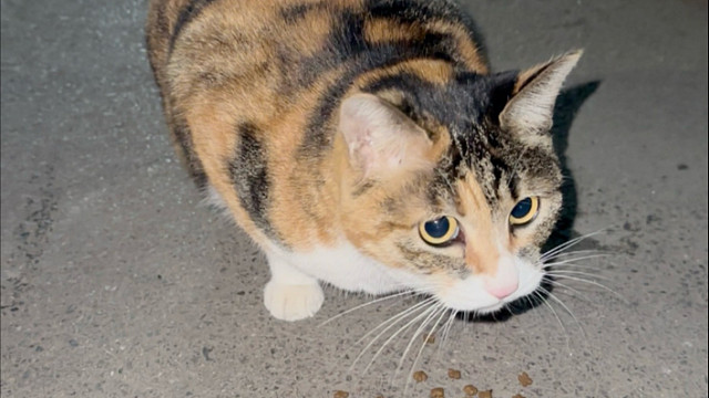 遇到了一只小三花