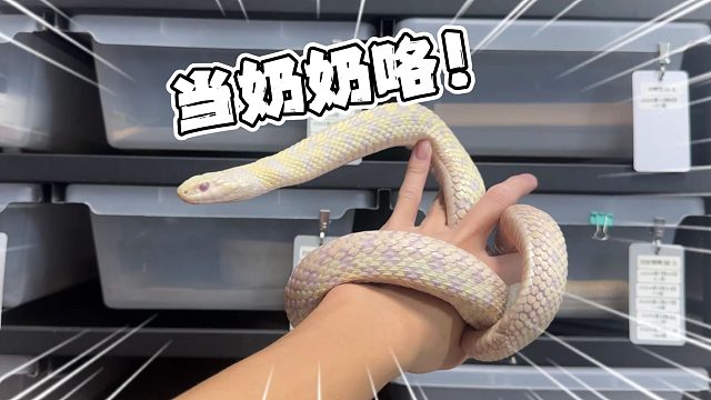 咱们家有蛇蛇居然开始当奶奶了！