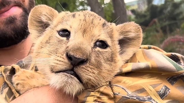 点进来亲一口小狮子！