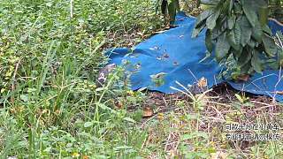 福建的眼鏡蛇?。。?！