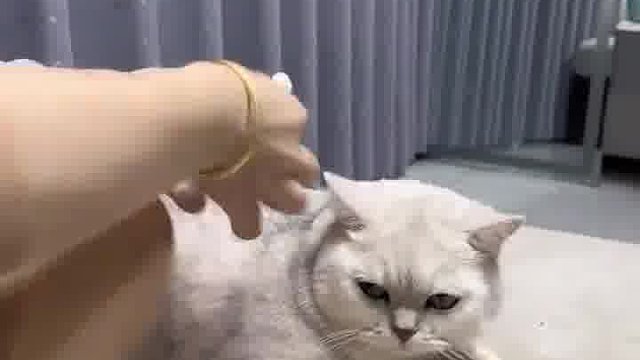 为什么要给猫猫奖励