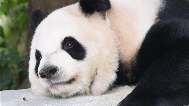 石墩子睡大觉，好巴适~