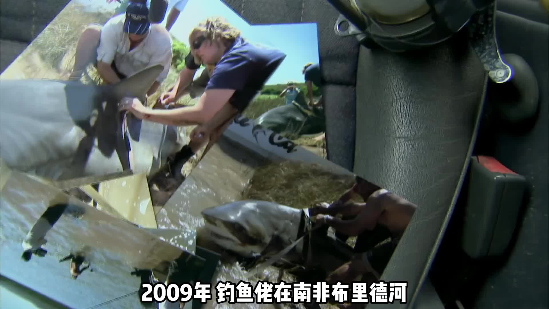 牛鲨，一条能窜梭在淡水领域的鲨鱼，也是杰叔钓上来的最大淡水鱼(1)