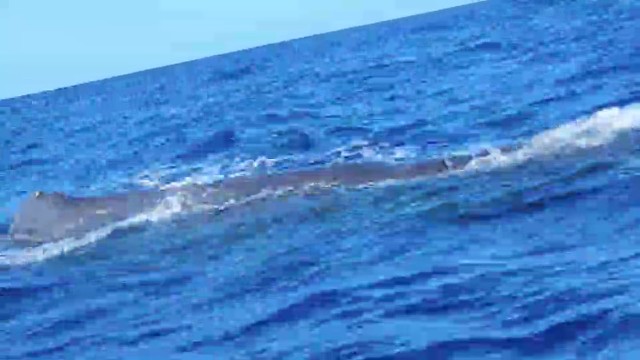 直播回放追鲸画面