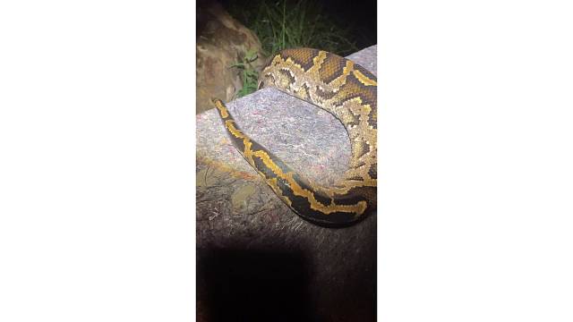 今天碰到了两条蟒蛇一大一小